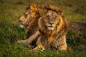 068 Masai Mara, leeuwen